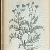 Centaurium maius luteum