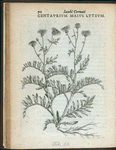 Centaurium maius luteum
