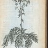Centaurium foliis cynaræ