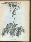 Centaurium foliis cynaræ