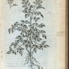 Panaces ... sive racemosa Canadensis.