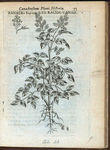 Panaces ... sive racemosa Canadensis.