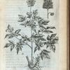 Aconitum baccis niueis et rubris