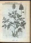 Aconitum baccis niueis et rubris