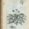 Carchichec turcarum siue primulaucris constantinopolitana.