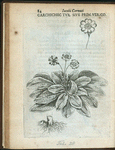 Carchichec turcarum siue primulaucris constantinopolitana.