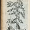 Apocynum maius syriacum rectum