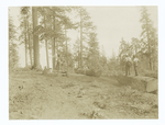 Skidding the logs on the Plumas National Forest, California. Shows cable and choker on end of log. Six-horse team standing at donkey the snake logs from donkey in chute to landing at steam loader on logging railroad.