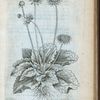 Ranunculus latifoius multiplex serotinus.