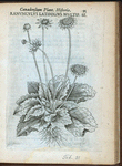 Ranunculus latifoius multiplex serotinus.