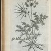 Geranium triste