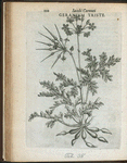 Geranium triste