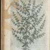 Scordium spinosum odoratum.