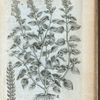 Lamium astragaloides.