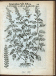 Lamium astragaloides.