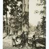 Chopping the undercut on a tree, Coconino National Forest, Arizona