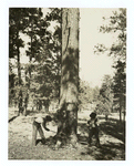 Chopping the undercut on a tree, Coconino National Forest, Arizona