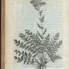 Millefolia tuberosa
