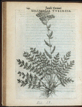 Millefolia tuberosa