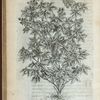 Rubus Odoratus