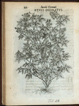Rubus Odoratus