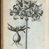 Narcissus iaponicus rutilo flore.