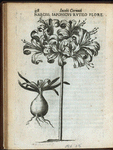 Narcissus iaponicus rutilo flore.