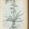 Ornithogalon luteouirens indicum.