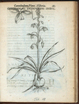Ornithogalon luteouirens indicum.