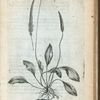 Plantago maxima hispanica.