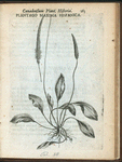 Plantago maxima hispanica.