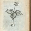 Solanum triphyllum Canadense