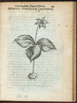 Solanum triphyllum Canadense