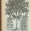 Acacia Americana Robini.