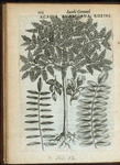 Acacia Americana Robini.