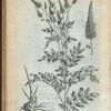 Pimpinella maxima Canadensis