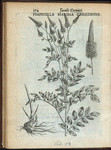 Pimpinella maxima Canadensis