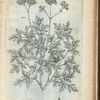 Cerefolium latifolium Canadense.