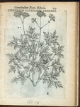 Cerefolium latifolium Canadense.