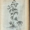 Aconitum helianthemum Canadense.