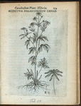 Aconitum helianthemum Canadense.
