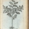 Aquifolium echinata folÿ superficie.