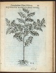 Aquifolium echinata folÿ superficie.