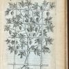 Vitis laciniatis folÿs.