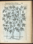 Vitis laciniatis folÿs.