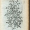 Faseolus puniceo flore.