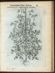 Faseolus puniceo flore.