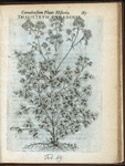 Thalietrum Canadense.