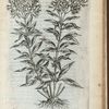 Eupatoria folÿs enulæ