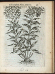 Eupatoria folÿs enulæ